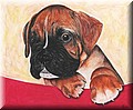 Portr�t Hund.jpg