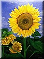 Sonnenblume.jpg